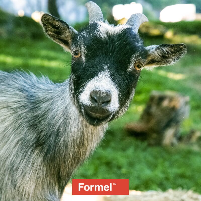 FORMEL Geit | BondeKompaniet