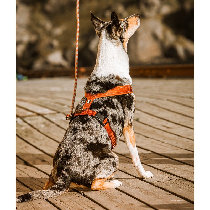 HURTTA Y sele til hund cinnamon Casual BondeKompaniet