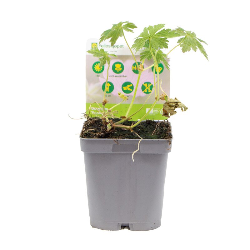 Storkenebb Geranium robustum Rozanne 13cm | BondeKompaniet