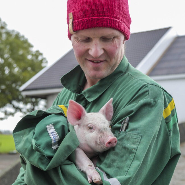 Ketil med en av grisungene som skal vises frem på åpen julegård.