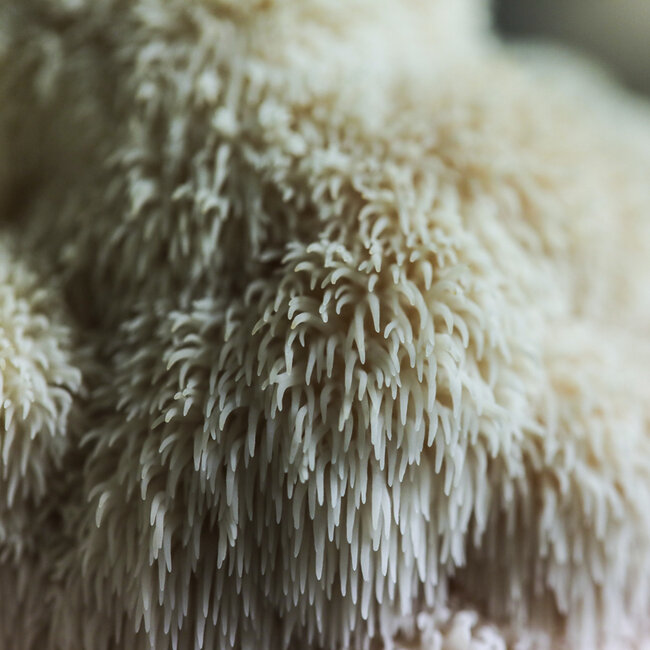 Lions Mane.