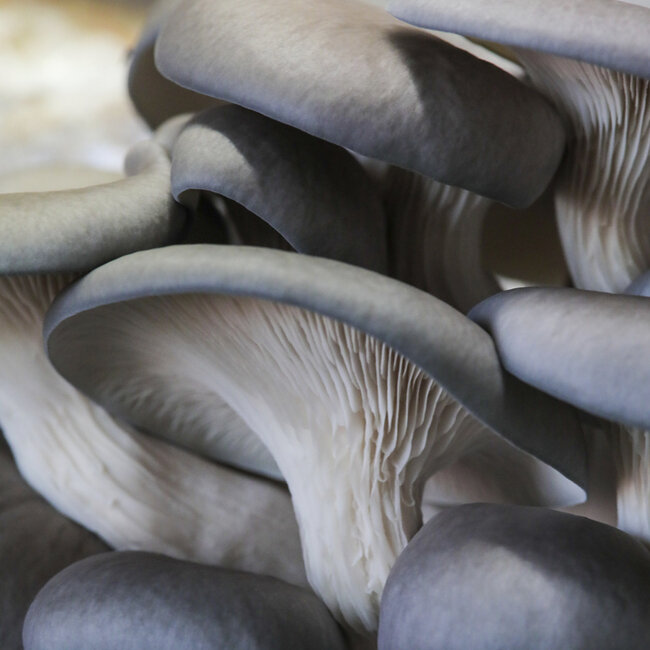 Blågrå østersopp utgjør to tredjedeler av produksjonen til Topp sopp i dag.