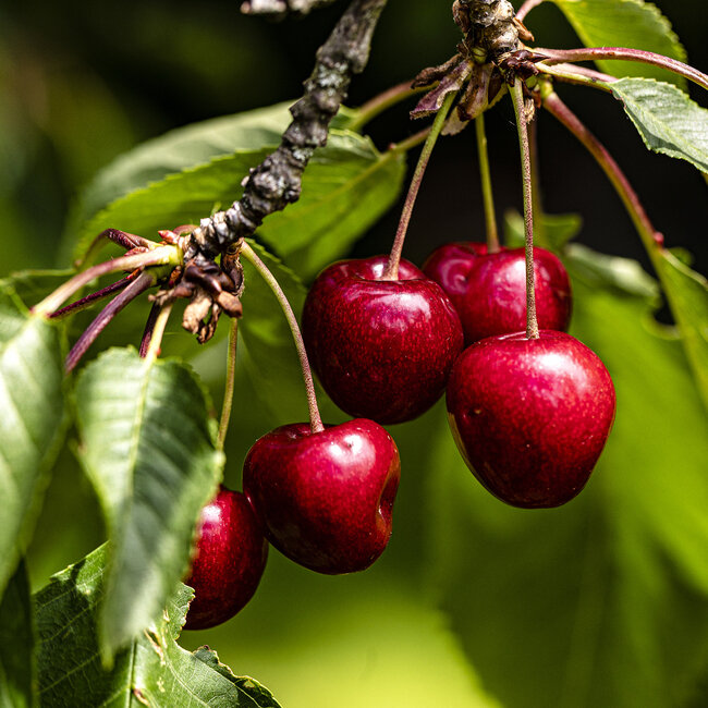 Erling og a\Alexandra har hausta sine fyrste moreller i år.