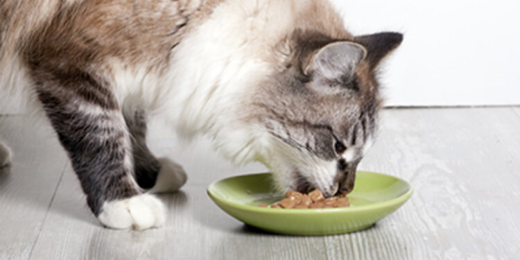 Haqiqiy jinsiy aloqa Internetda josuslik qilindi