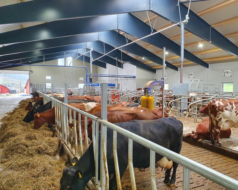 Nytt melkefjøs på Eiken hos Ola Peder Hobbesland.