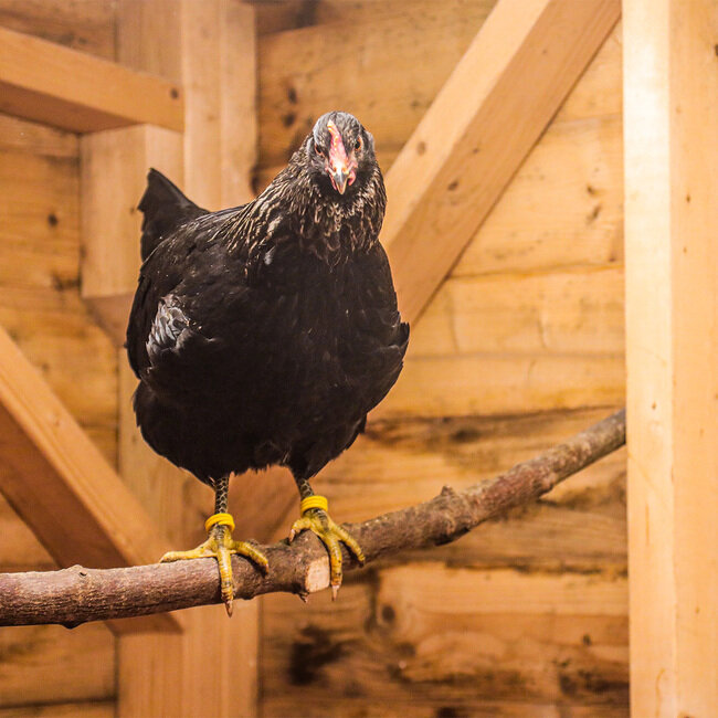 Hobbyhøner | BondeKompaniet