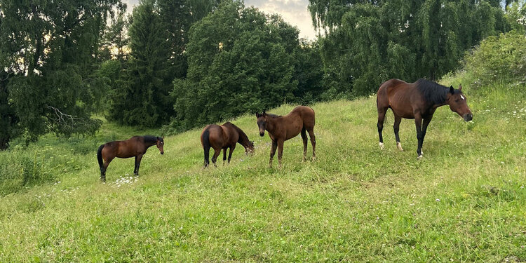 Slik er årets grovfôr til hest | BondeKompaniet