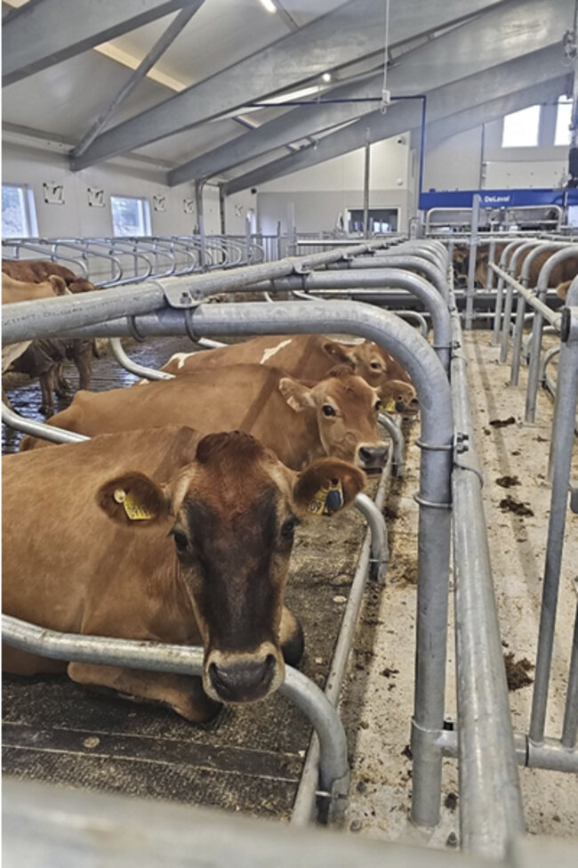 Felleskjøpet Rogaland Agder leverer nytt fjøs på Varhaug.