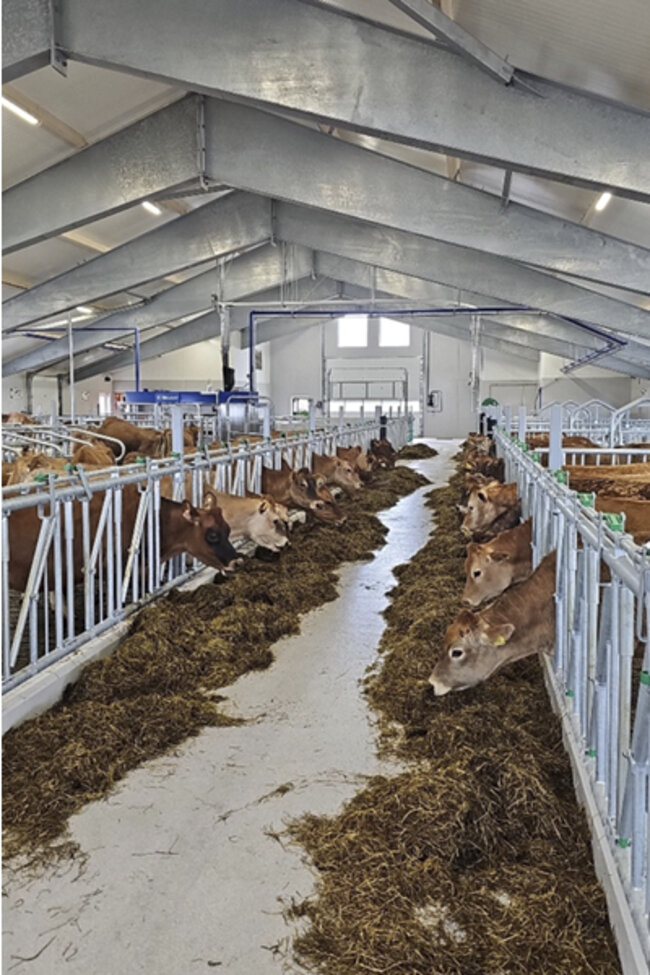 Felleskjøpet Rogaland Agder leverer nytt fjøs på Varhaug.