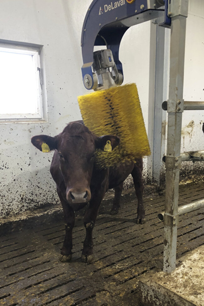 Felleskjøpet Rogaland Agder har levert nytt påbygg til vms-løsdriftsfjøs til Sofie Nærland og Kasper Kløvjan på Nærbø i Rogaland.
