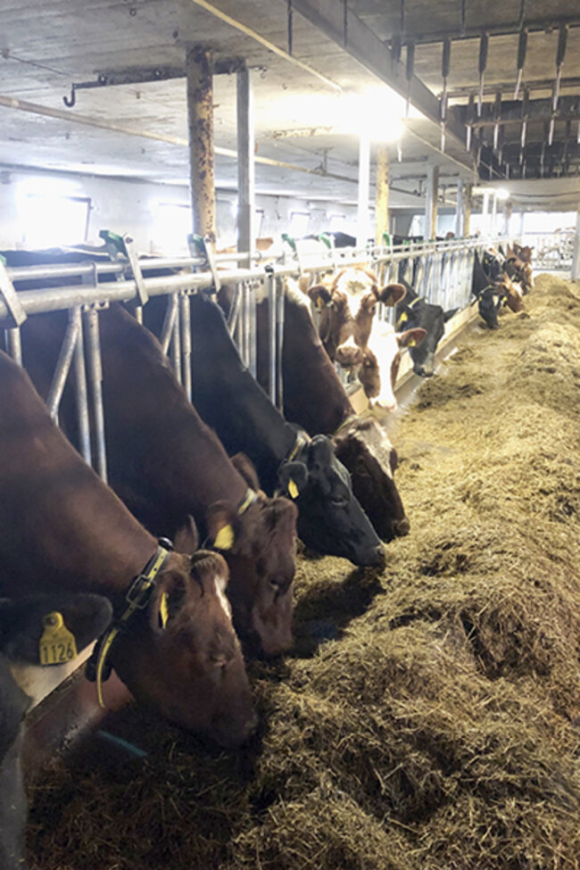 Felleskjøpet Rogaland Agder har levert nytt påbygg til vms-løsdriftsfjøs til Sofie Nærland og Kasper Kløvjan på Nærbø i Rogaland.