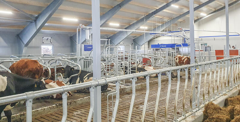 Åpent fjøs på Hornnes hos anne Elin Greibrokk.